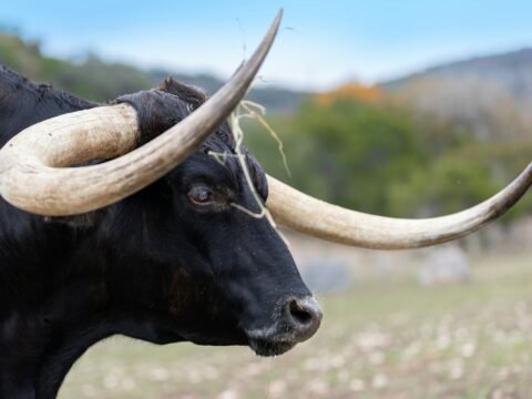 a black bull with large horns standing in a field